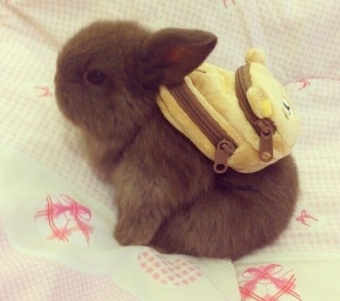 Zeko se spremio za izlet, kamo ga vodiš?