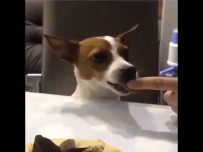 VIDEO Urnebesna reakcija psa: Bio je jako ljut, ali nije mogao odoljeti kolaču!
