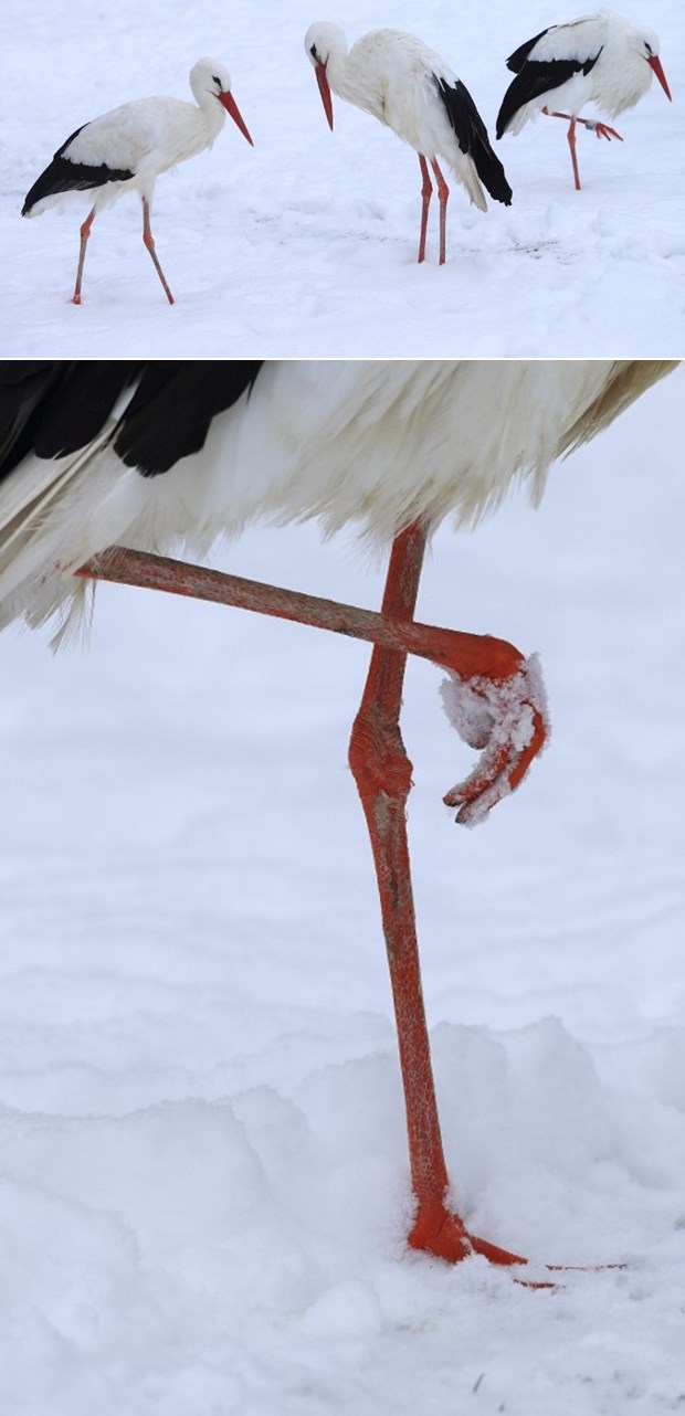 Roda i nije baš sretna zbog snijega, zebe je za duge noge