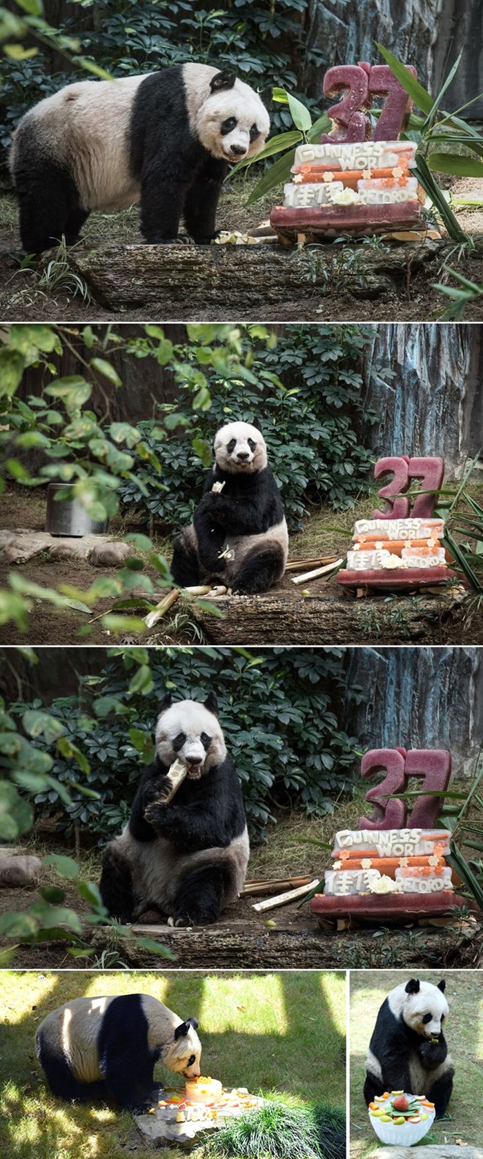 GALERIJA: Najstariji panda na svijetu proslavio 37-rođendan