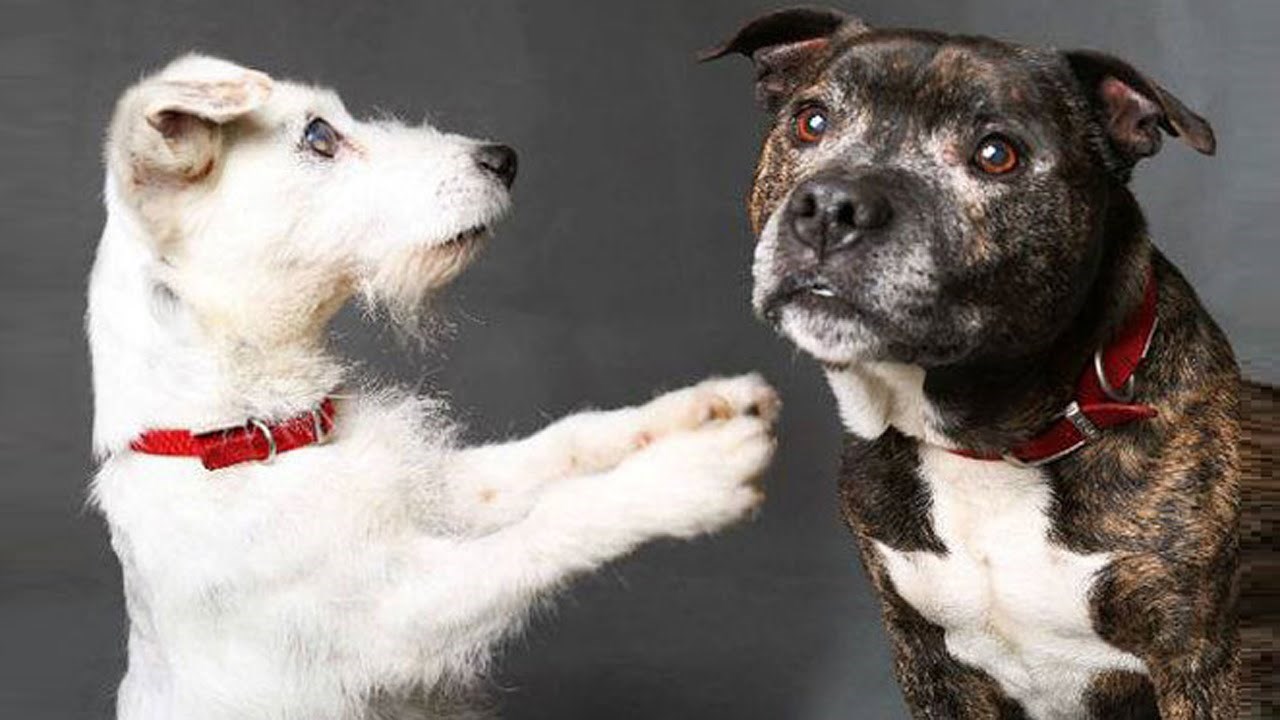 NERASKIDIVA VEZA DVA FRENDA: Kad si potpuno slijep, prijatelj koji te vodi ti je sve na svijetu