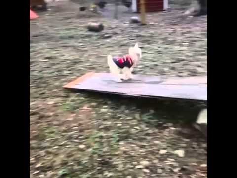 Najrazigranijem kozliću na svijetu svaki dan je najbolji ikad!