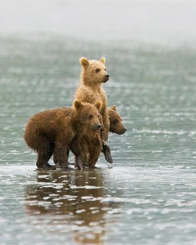 Cure, sad još malo šapice dajte i složimo piramidu!
