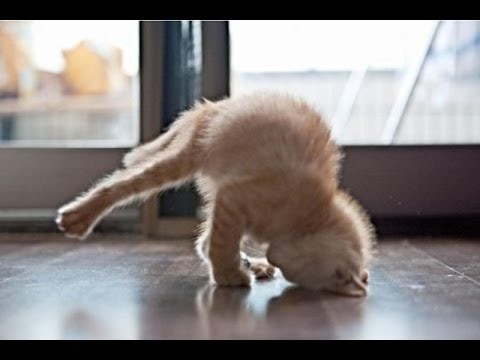 Video: Što možete očekivati kad nabavite mačku