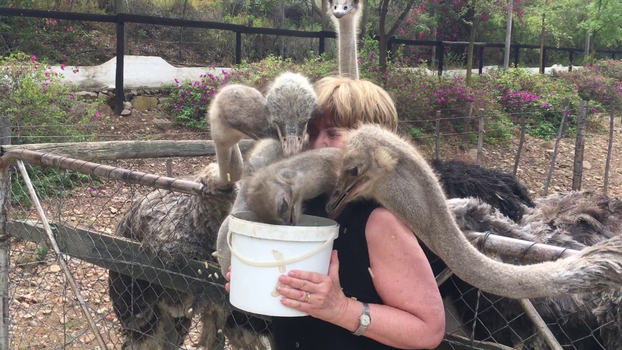 VIDEO Ova žena se usudila hraniti nojeve, pogledajte kako je to izgledalo!