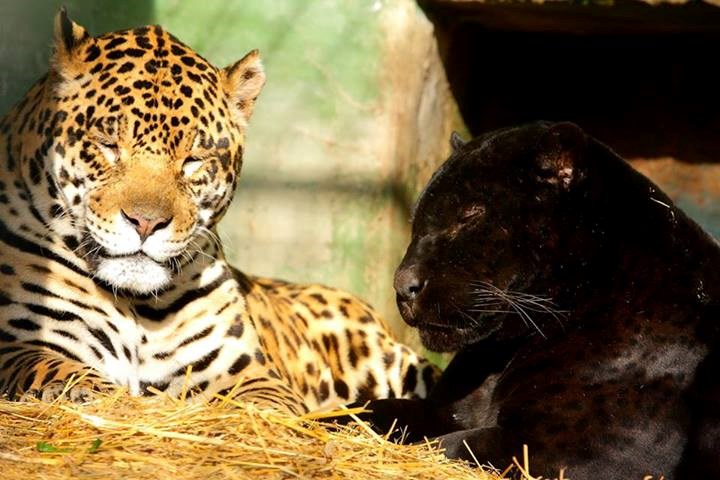 panther 2 šibanje10 jednostavnih pravila za druženje s mojom kćerkom