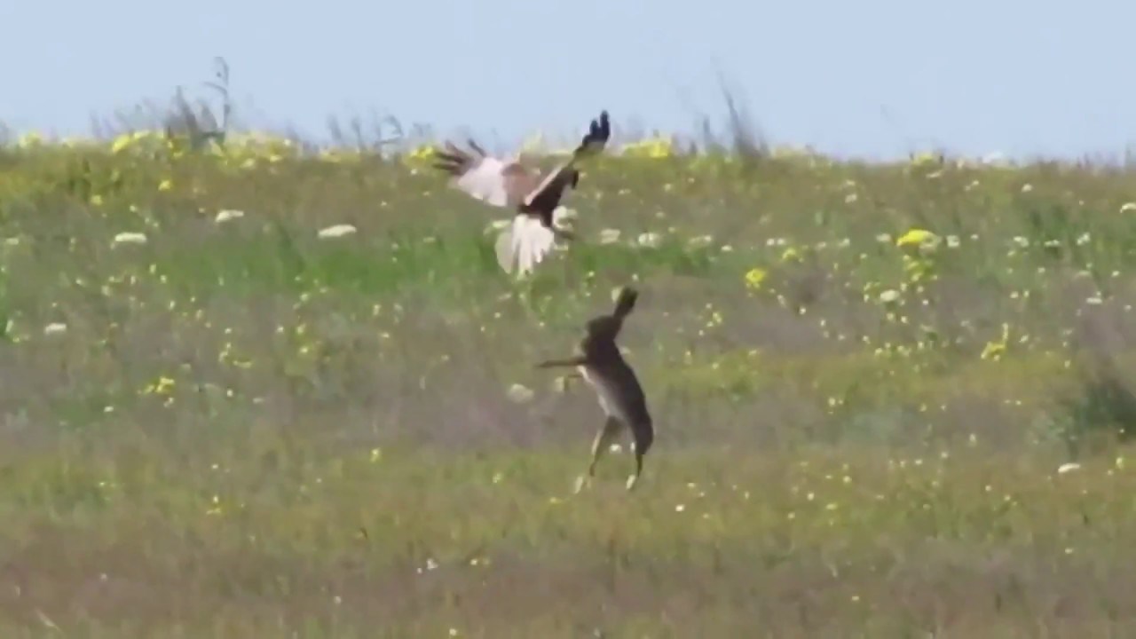 VIDEO Dramatična borba za život: Zec se nije predao kad se iznad njega pojavio sokol!