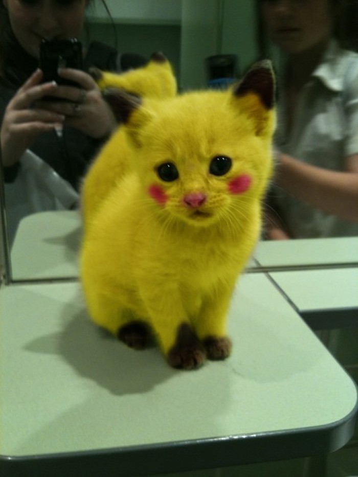 Senzacija: Otkriven pravi, živi "Pikachu"