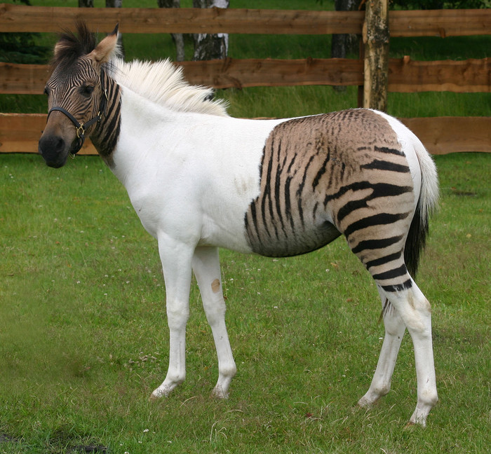 Je li ovo zekonj ili kobra? Upoznajte Eclyse - hibrid zebre