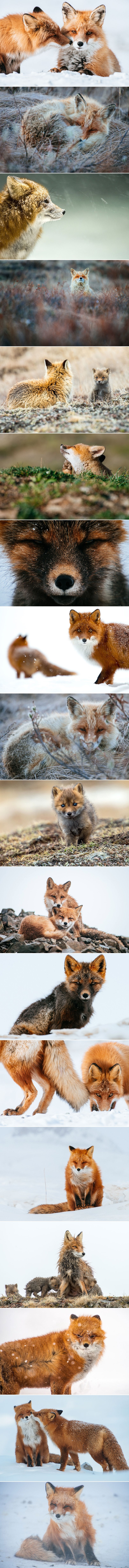 Ruski rudar pauze na poslu koristi za savršene portrete divnih lisica iz Arktičkog kruga