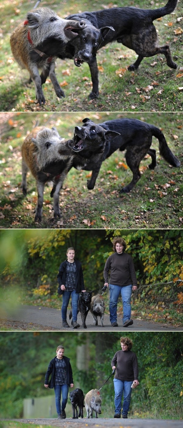 Pas Bintas i prasac Willy - nerazdvojna prijatelja dva