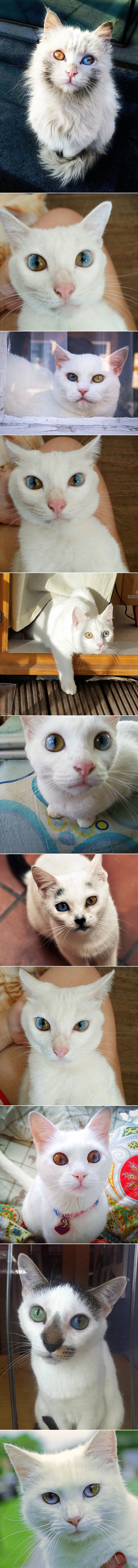 Što je zajedničko ovim macama sa svemirom u očima, a nije izgled?