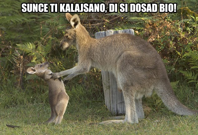 Mama klokanica špota mladunca: Šta bi ja bez tebe, klokane!