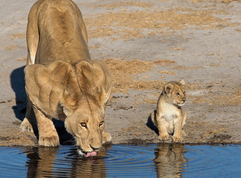 Prvo mama provjeri jel ima neprijatelja, onda lavić pije