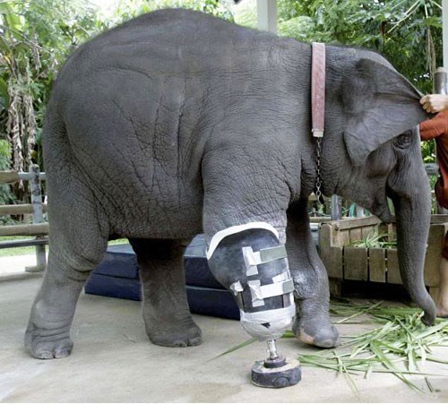 Slonić Tonić ponovno u igri: Dobio novu protezu za nogu