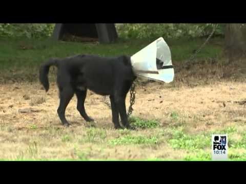 VIDEO: Nada za psa koji je 5 godina proveo na lancu!