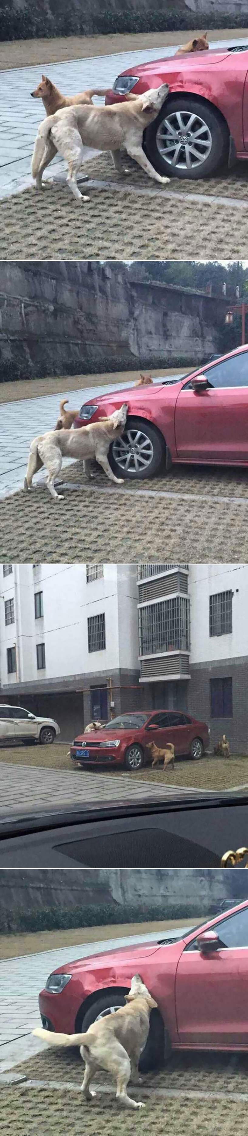 Galerija: Osvetnički pas iz Kine s bandom lutalica idiotu rasturio auto