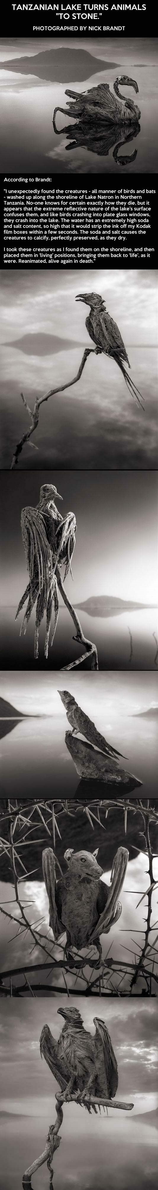 Smrtonosno jezero "okamenjuje" životinje