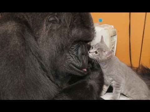 VIDEO: Nježna gorila Koko udomila napuštene mačiće kao prava mama
