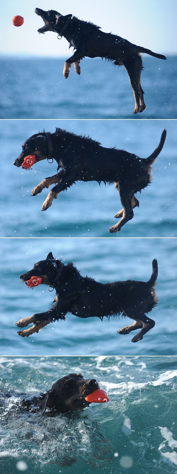 "Leteći" pas iz Zadra