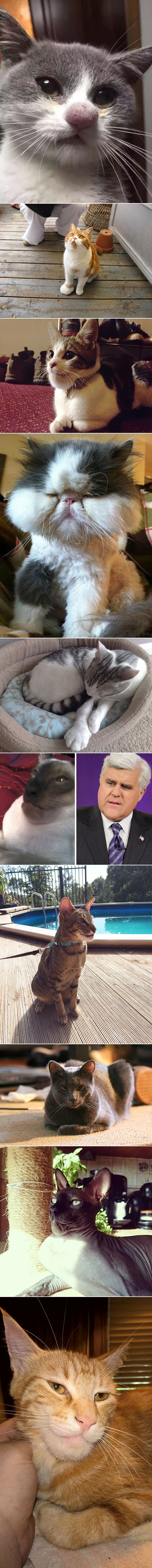 Proždrljive mace upoznale svu moć ljute pčelice!