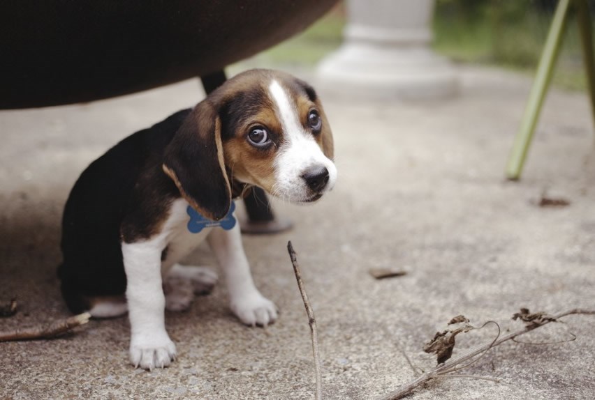 Znam da sam kriv, ali daj mi oprosti, može?