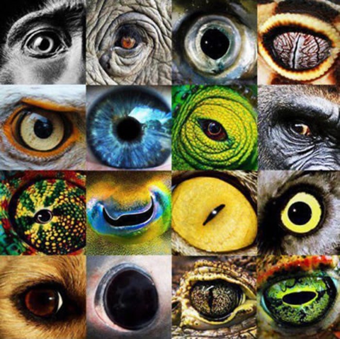 Nevjerojatna kreativnost prirode: Oči svih vrsta i oblika