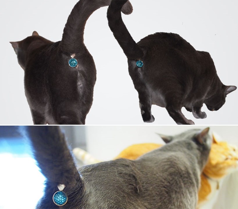 Novi krik mode - dragulj za mačje dupe?