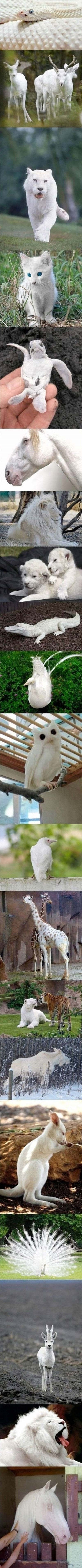Kolekcija neobičnih albino životinja