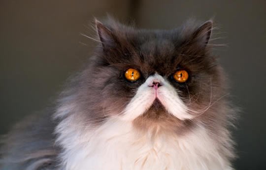 Sauron-mačka tjera strah u kosti