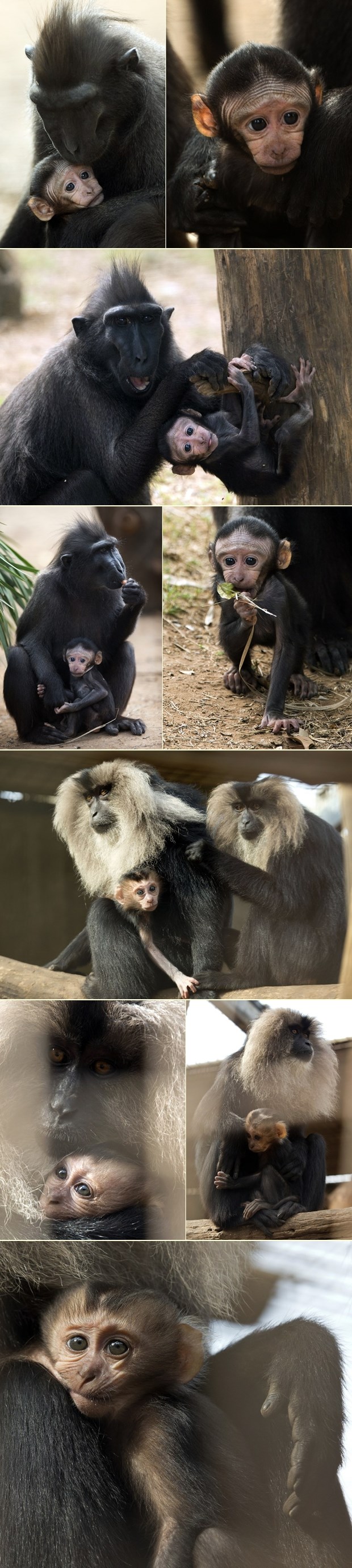 Preslatke majmunske obitelji
