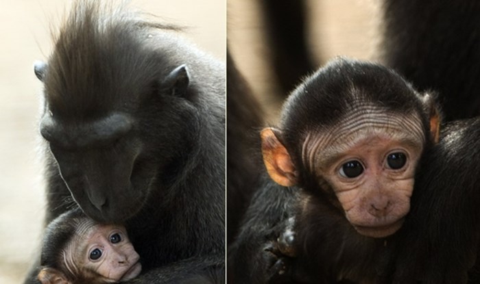 Preslatke majmunske obitelji