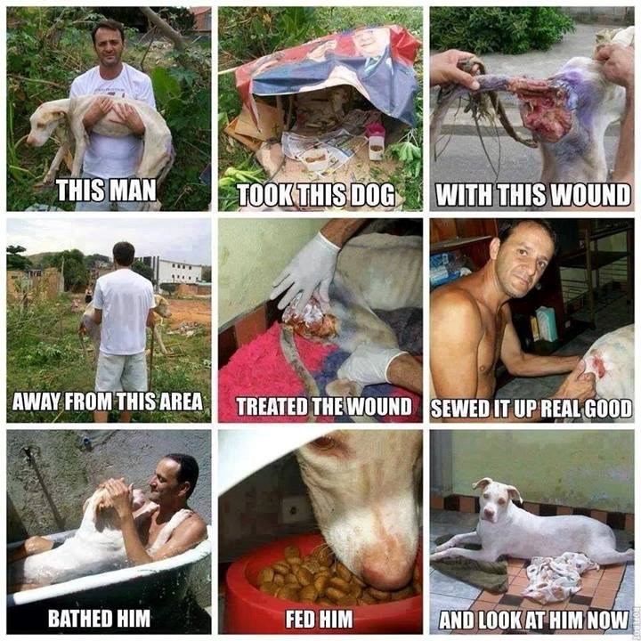 Ovo znači voljeti: Teško ranjeni pas dobio svog anđela