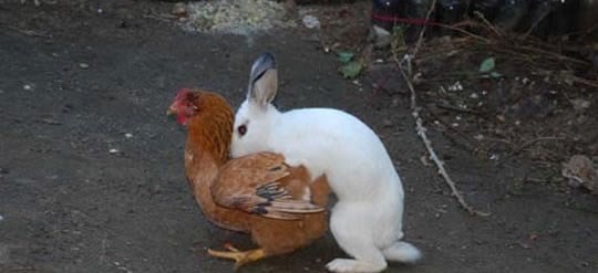 Otkriven postupak pravljenja uskršnjih jaja