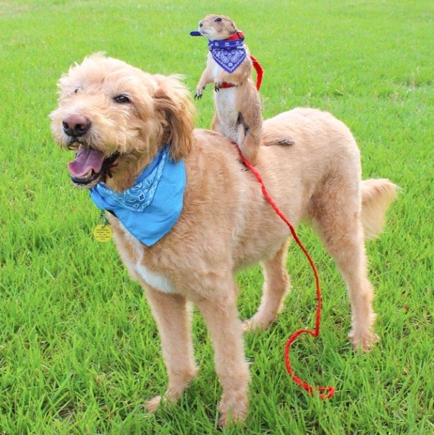 Djeca po mobitelima, pa se oni igraju kauboja