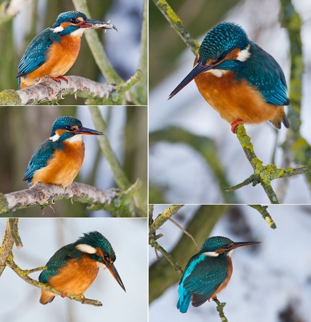 Prekrasni riječni vodomar