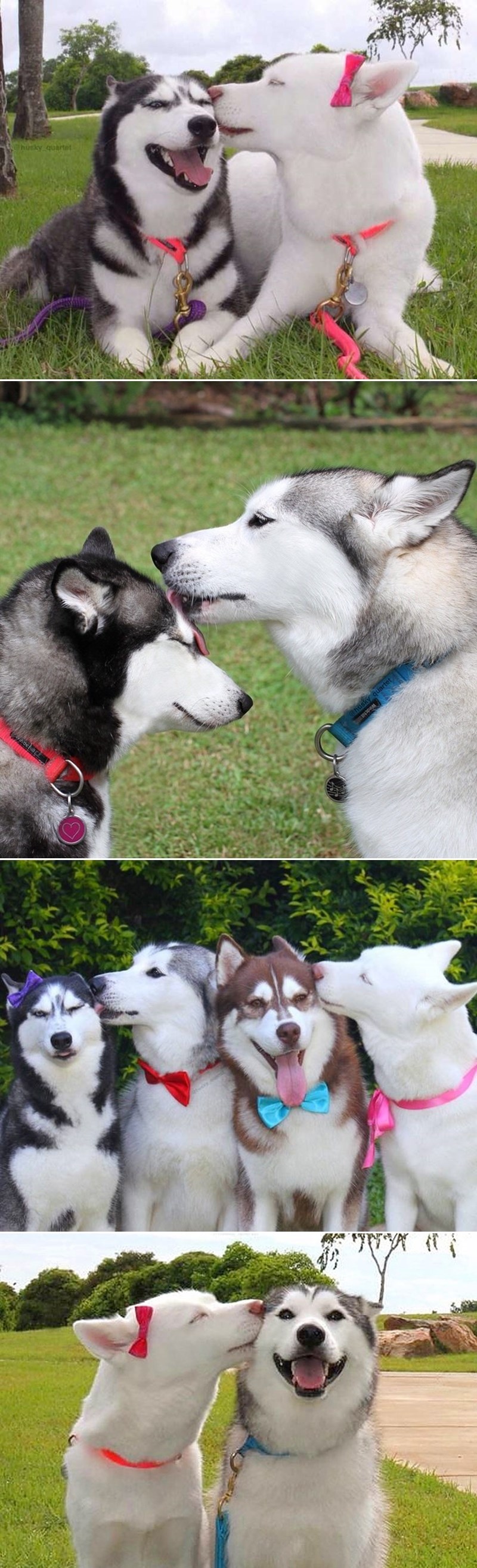 I čupave četveronožne ljubilice se vole na današnji dan