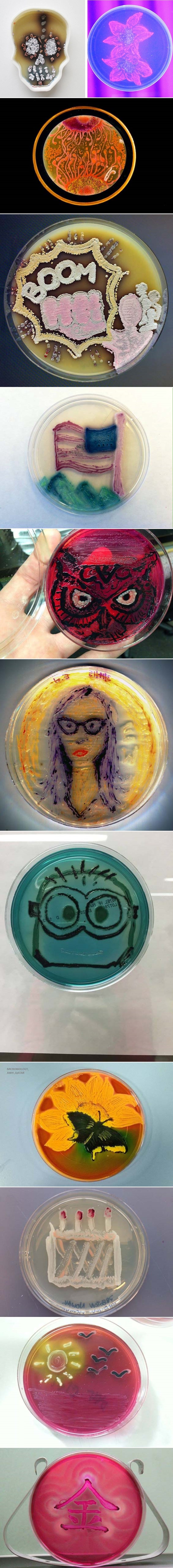 Otkrijte čudesan šareni svijet slikanja bakterijama