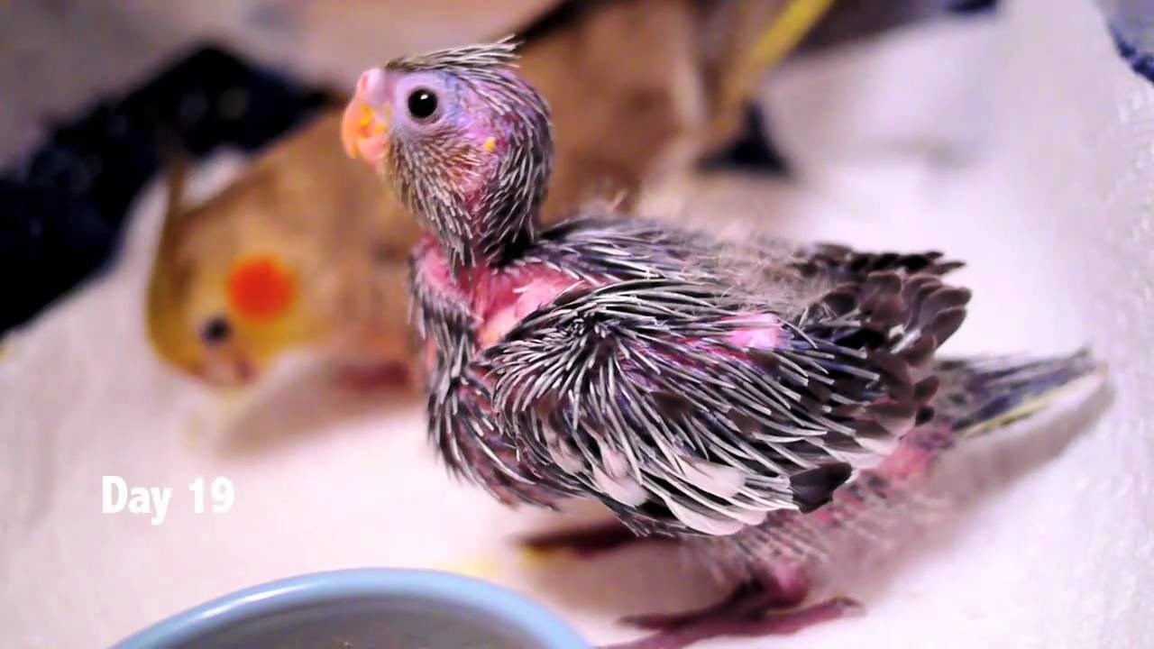 Video: Prvih 30 dana bebice papigice