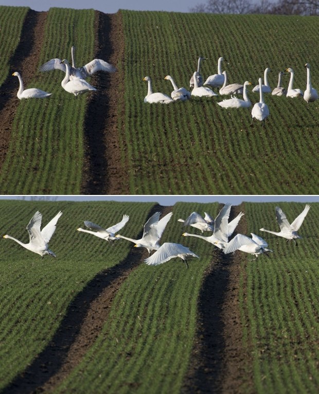 Labudovi se bijele u polju zelenom