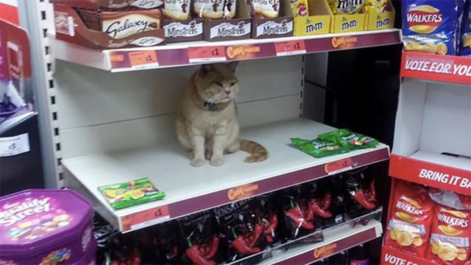 Londonski mačor okupirao dućan