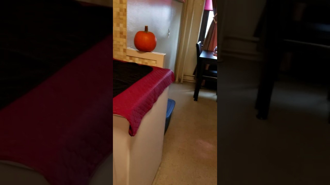 VIDEO Pseto ljuto na Halloween bundevu: "Odlazi iz moje kuće!"