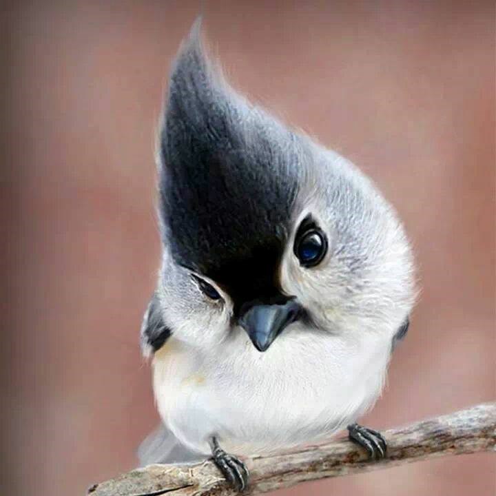 Jeste kad vidjeli slađu ptičicu?