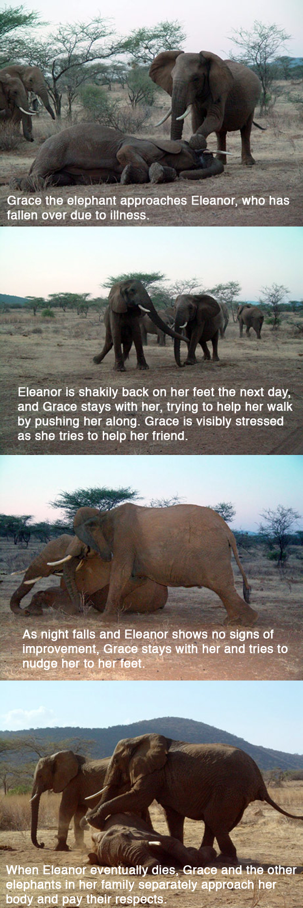 Slonovi vole, nadaju se i tuguju, ne dozvolimo da nestanu..