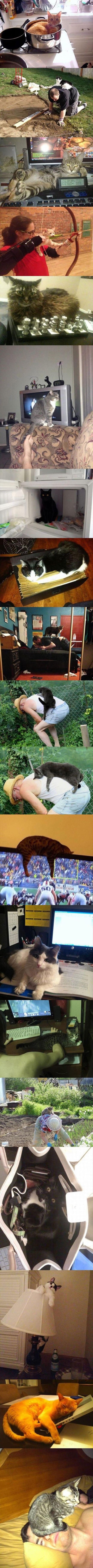 Ove mace imaju iskrivljenu logiku i vlastita pravila i to ih čini neodoljivo slatkima