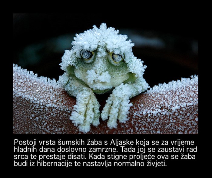 Ova se žaba doslovno zaledi preko zime