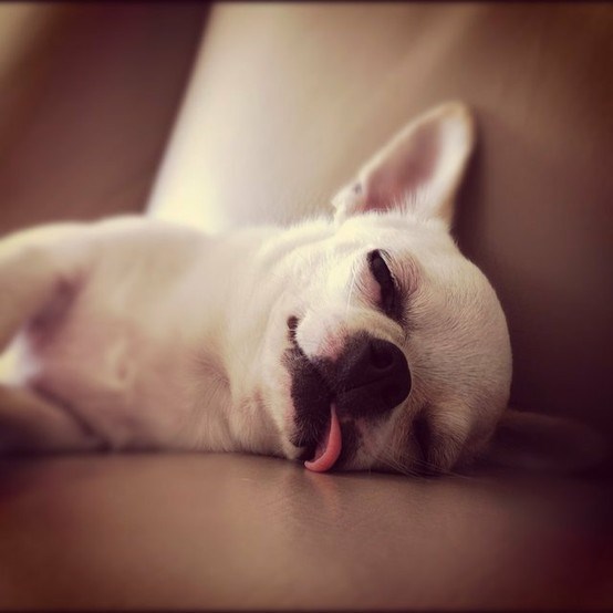 Čivava toliko umorna od silnog rada da spava k'o mrtva