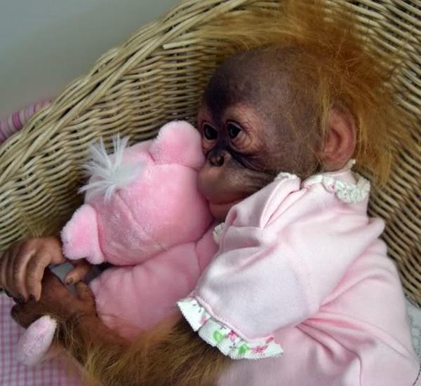 Orangutanica voli rozo i obožava svog plišanog medeka