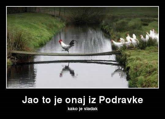 Banda kokoši obljubila Podravkinog pijetla