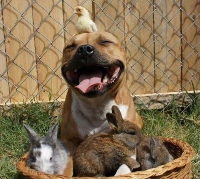 Pit bull: Krvoločna zvijer stvorena za ubijanje i klanje?
